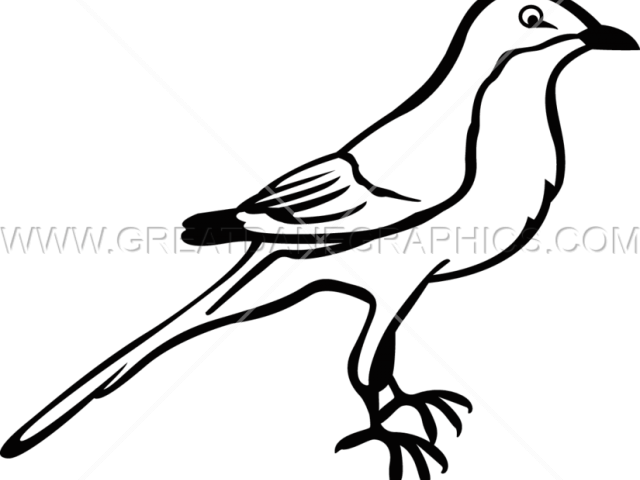 Drawn Mockingbird Clip Art - Northern Mockingbird Drawing (640x480)
