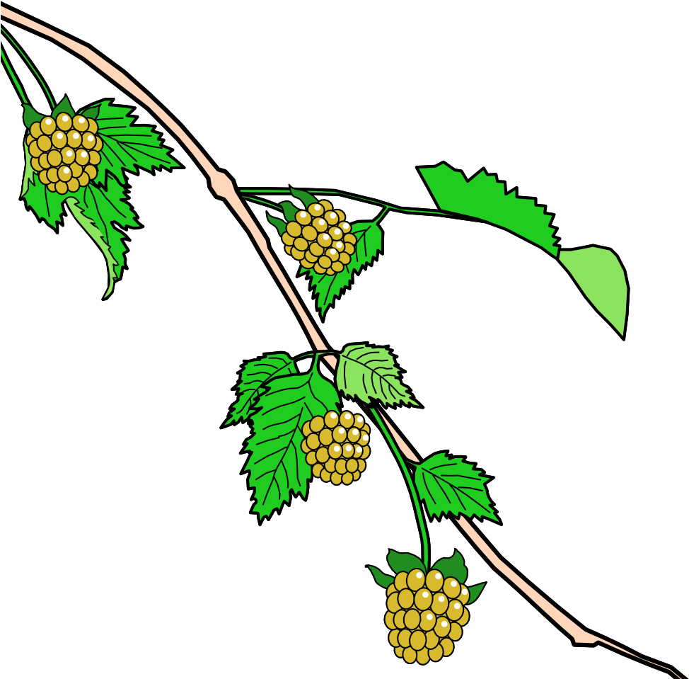 1000 - Salmonberry Clipart (1000x1000)