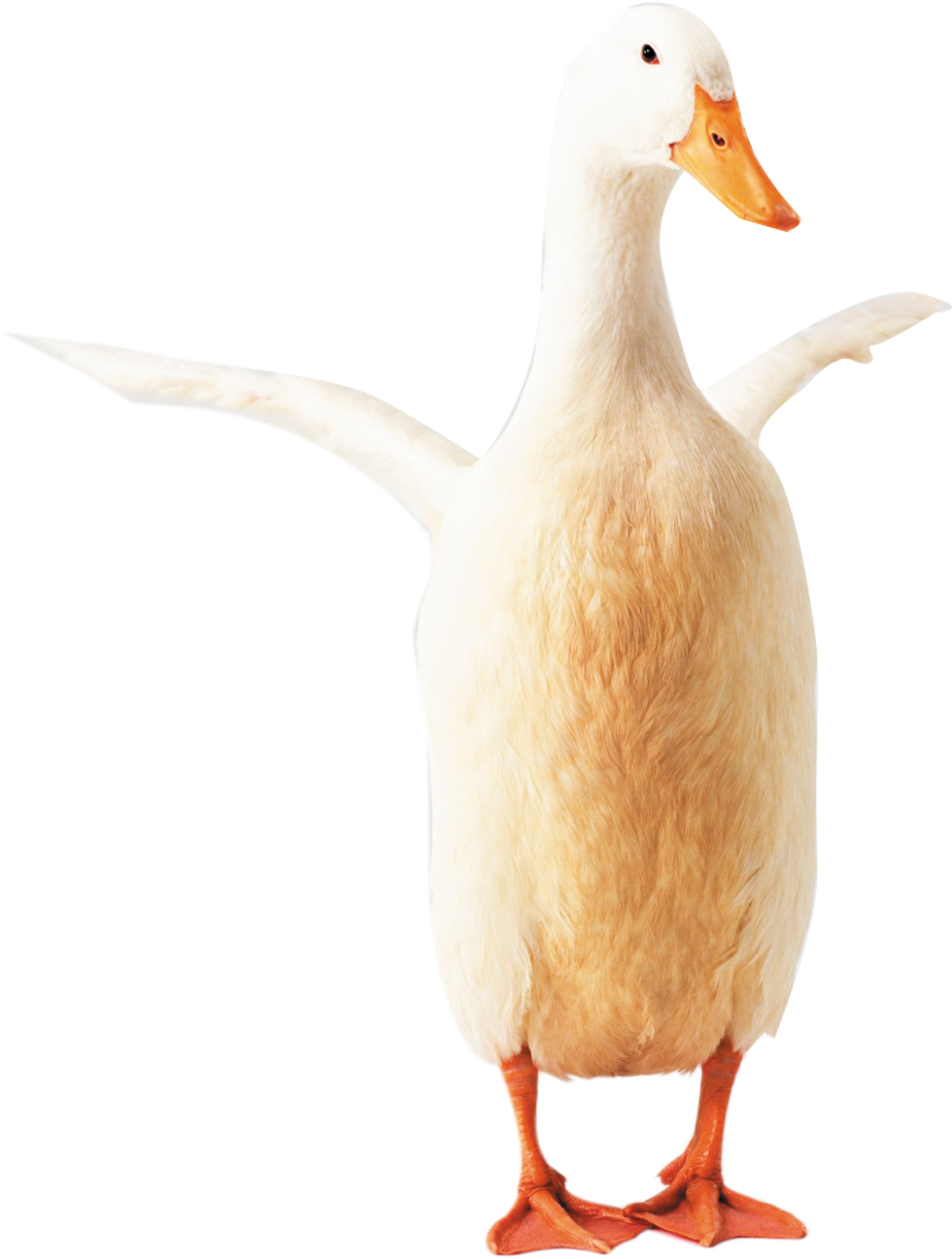 Goose Clipart Transparent - Duck (1385x1576)