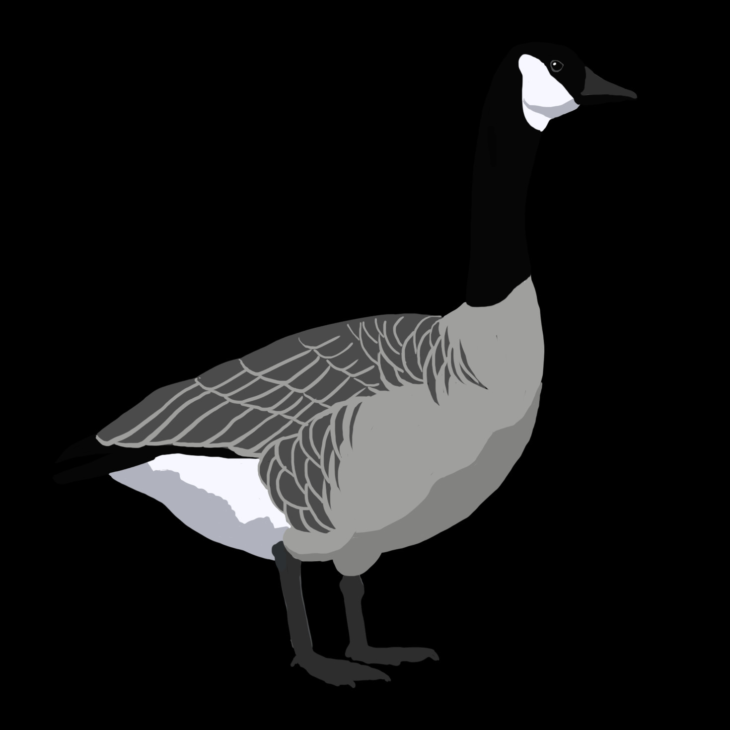 Duck (1470x1470)