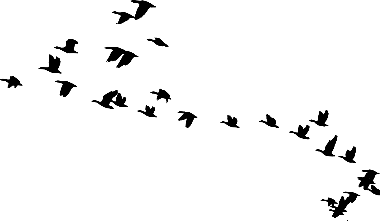 Bird Flying Png (1280x744)