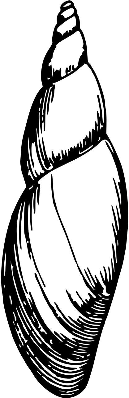 Vector - Seashell (640x1280)