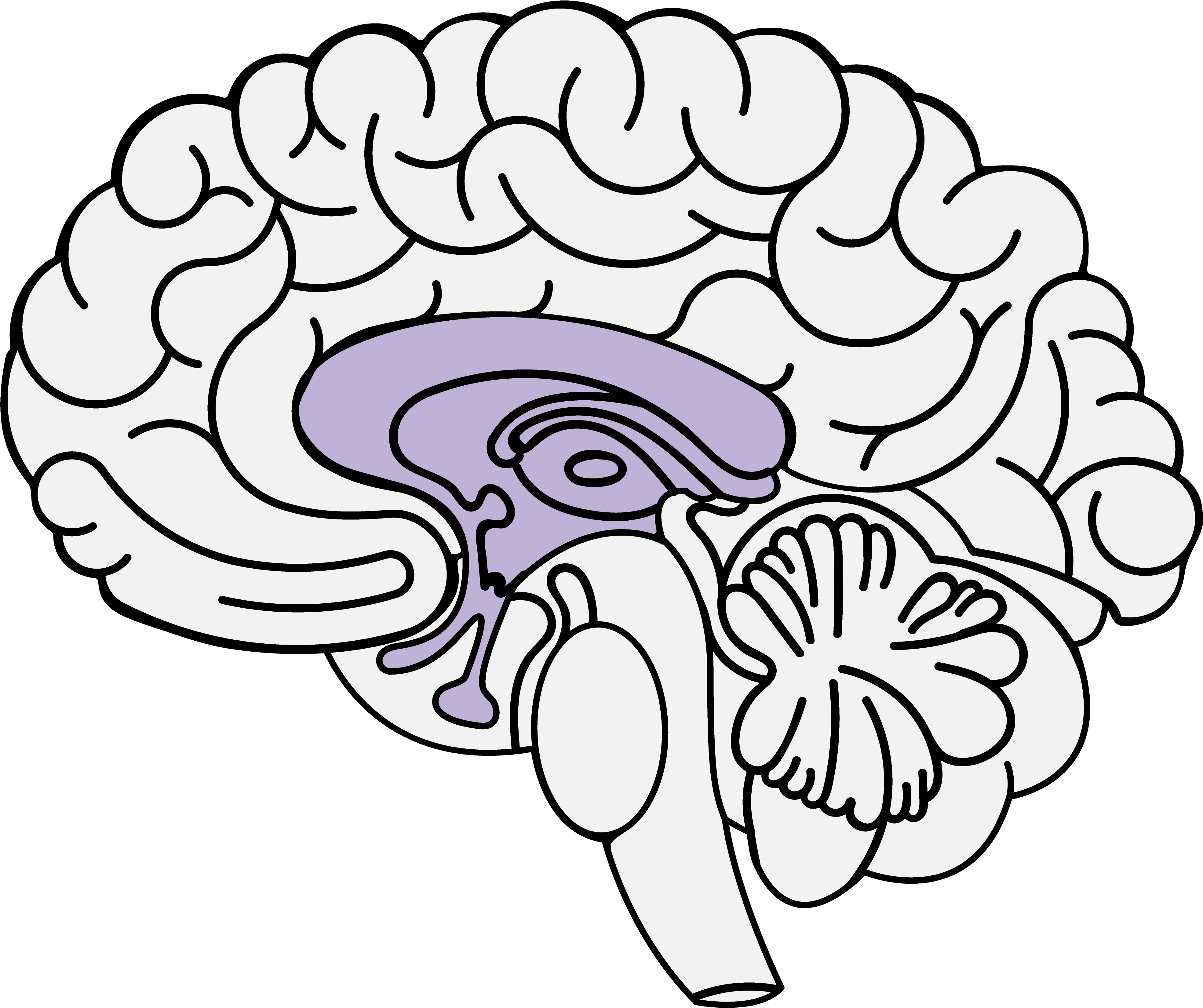 Limbic System - Pons Brain (4500x4500)