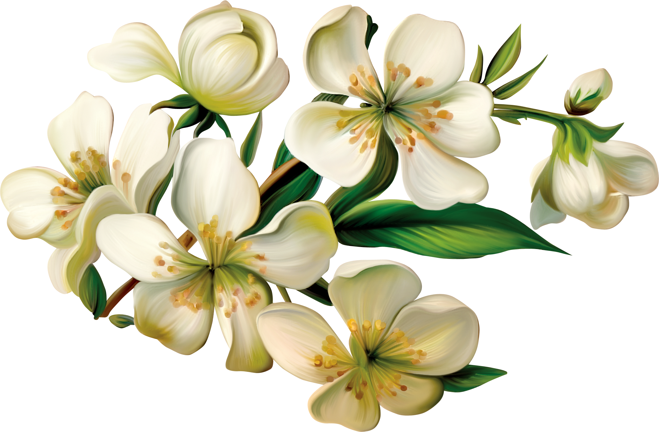 Blog - Cz - Flower (2279x1495)