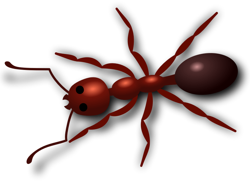 Red Ant Clip Art (800x580)