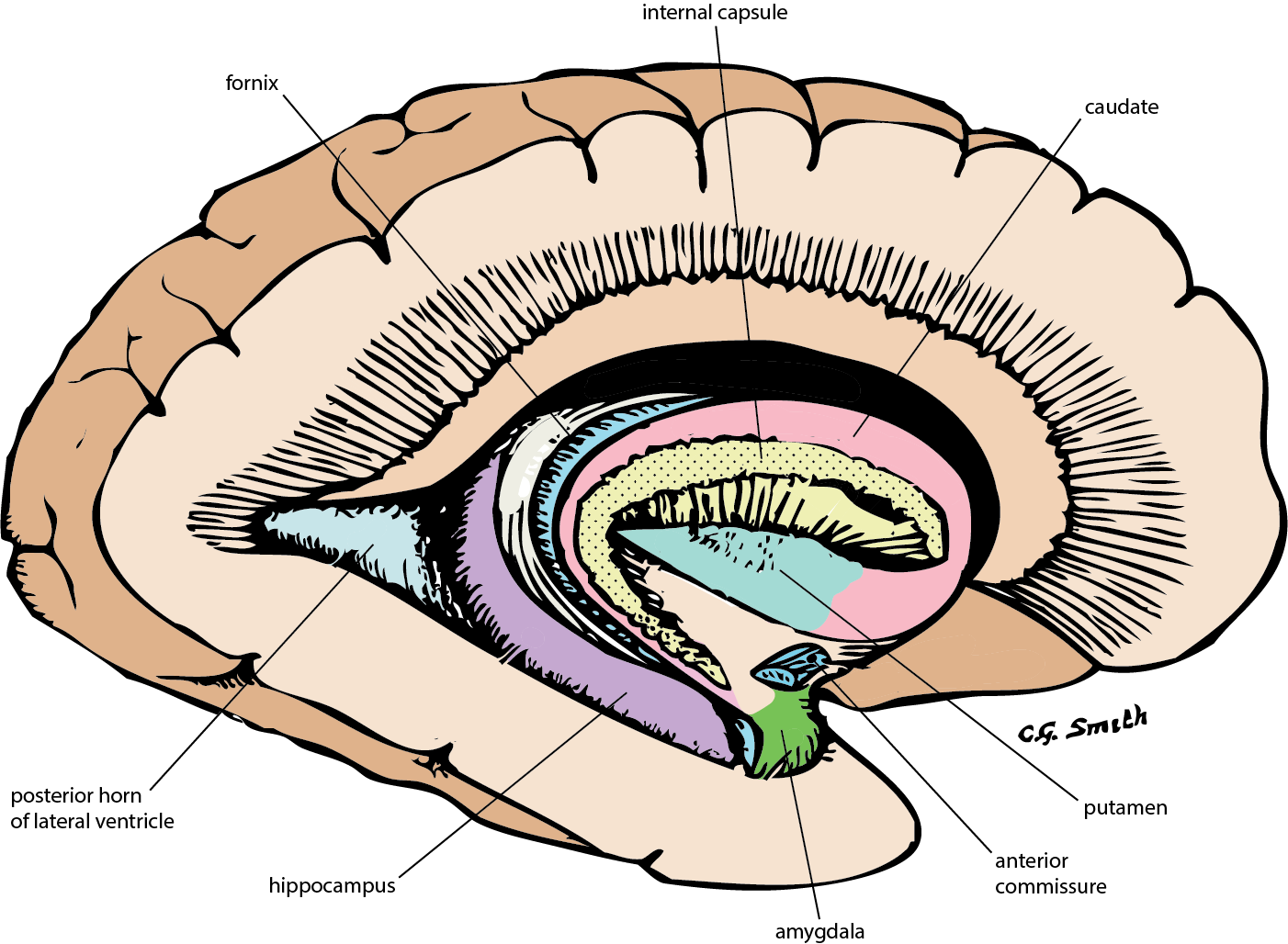 Limbic System (1402x1028)