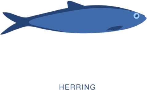 Herring Clipart Transparent - Shark (640x480)