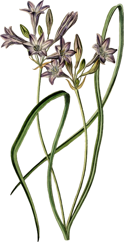 Medium Image - Camas (406x793)