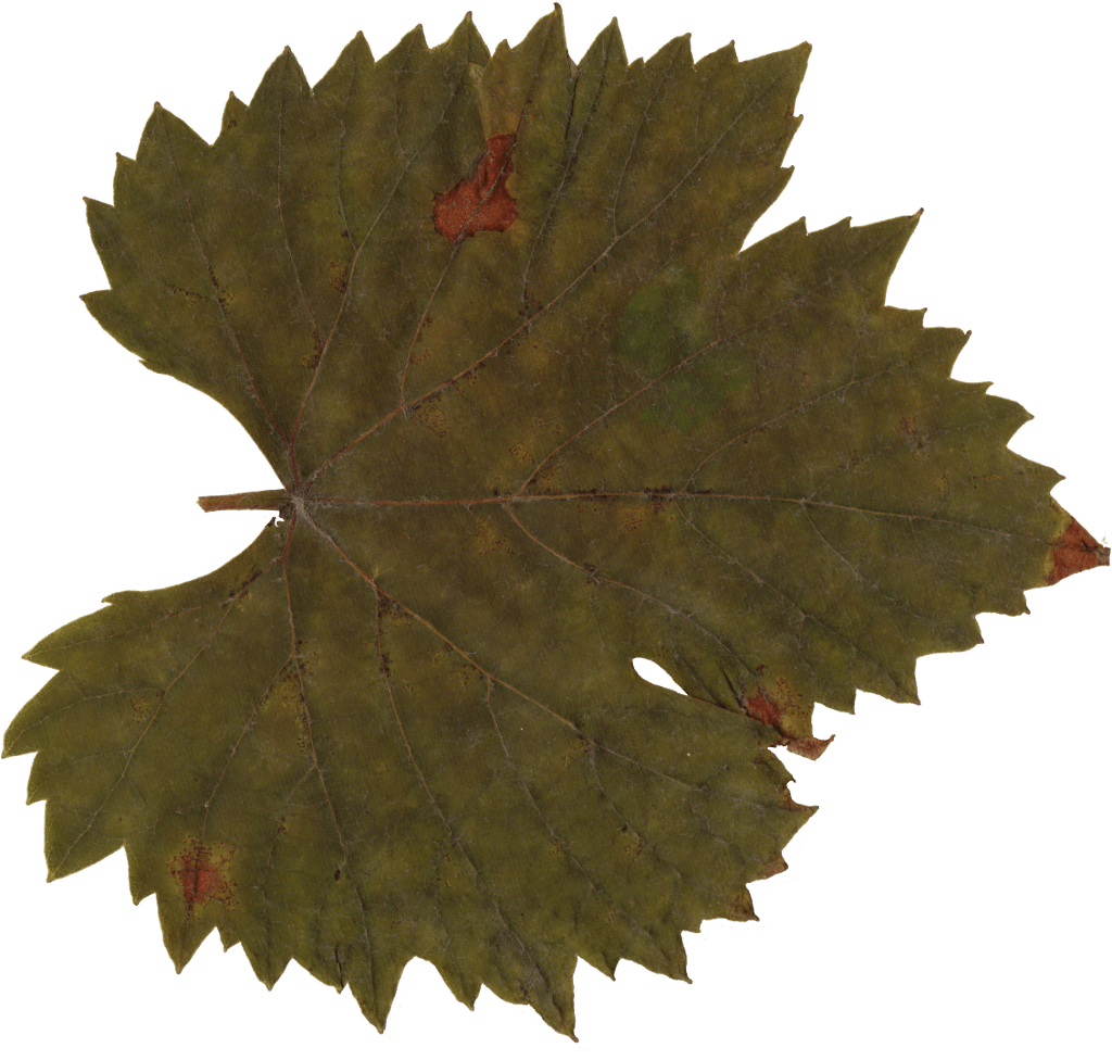 Grape Leaf Clip Art Transparent - Maple Leaf (1024x976)