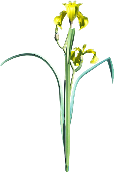 Column Clip Art Free - Iris (465x620)