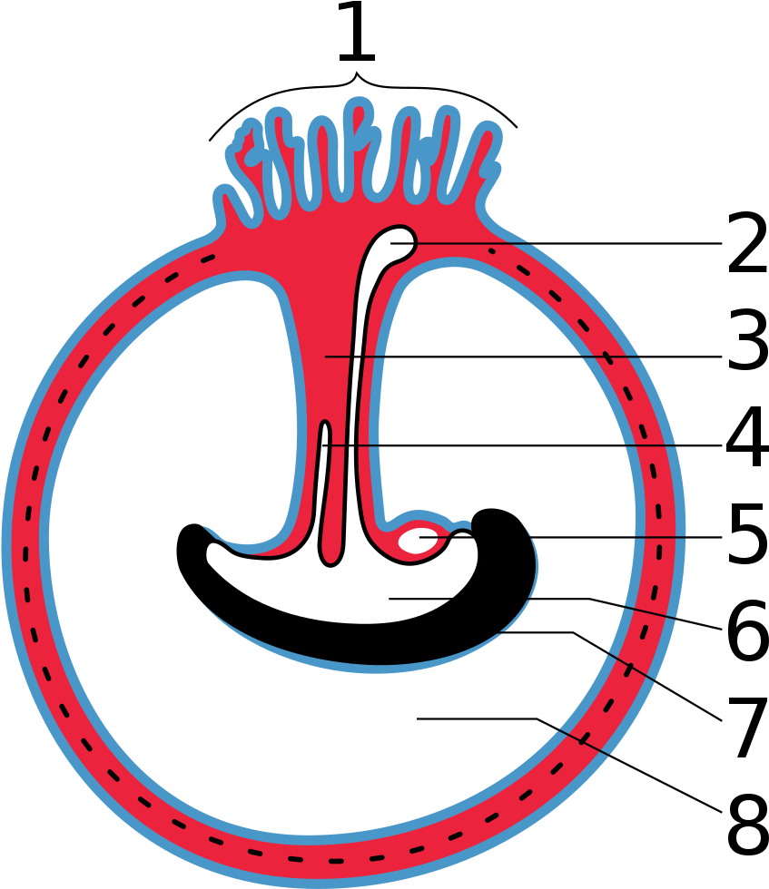 File - Gray28 - Svg - Placenta (891x1024)