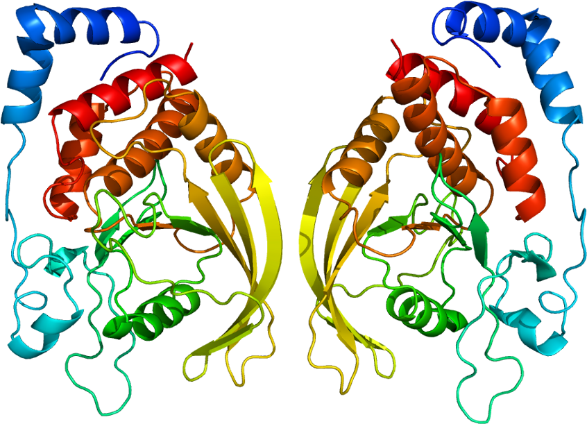 Caveolin Protein Structure (895x660)