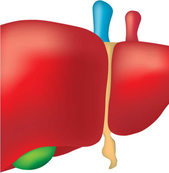 Real Liver (560x600)