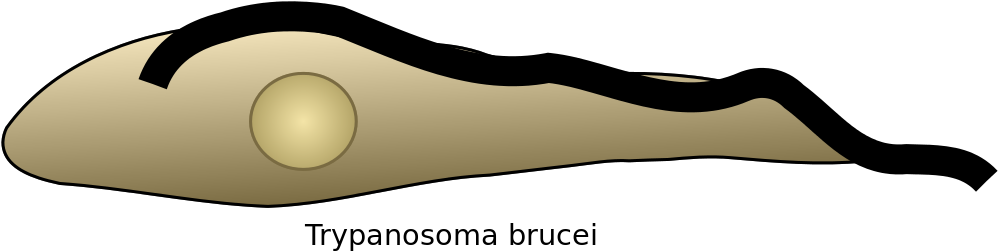 Trypanosoma Cartoon (1200x450)