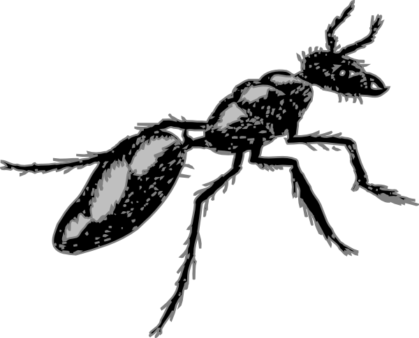 Segmented Body Insect (600x485)