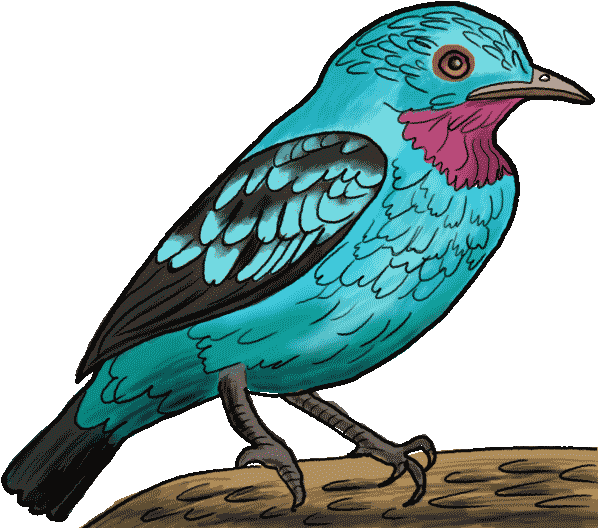 600 X 600 4 - Mountain Bluebird (600x600)