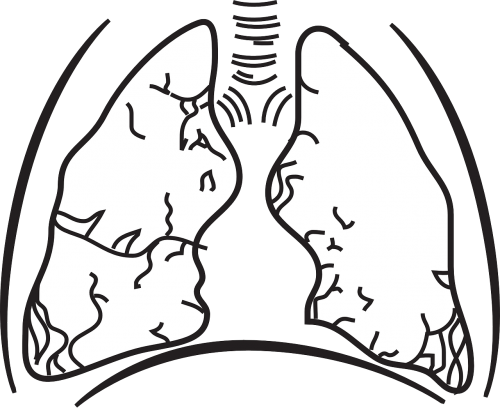 Vector Graphics - Plain Lungs (500x408)
