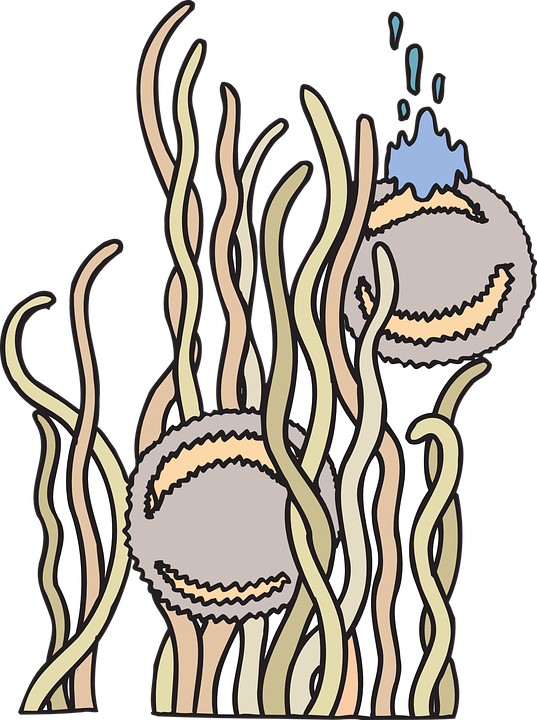 Gambar Anemon Laut Kartun (537x720)