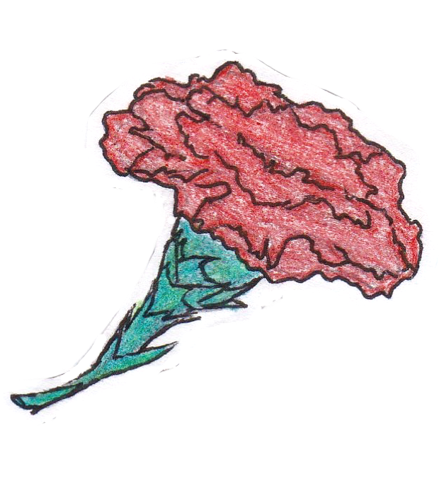 Red Carnation By Sweet - Sketch (693x675)