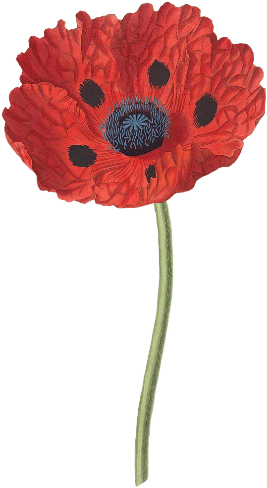 Open Poppy - Papaver Bracteatum (1280x1280)