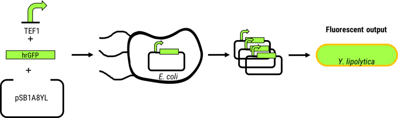 Description - Diagram (800x238)