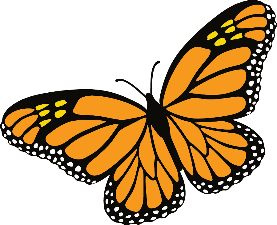 Monarch Butterfly (900x731)