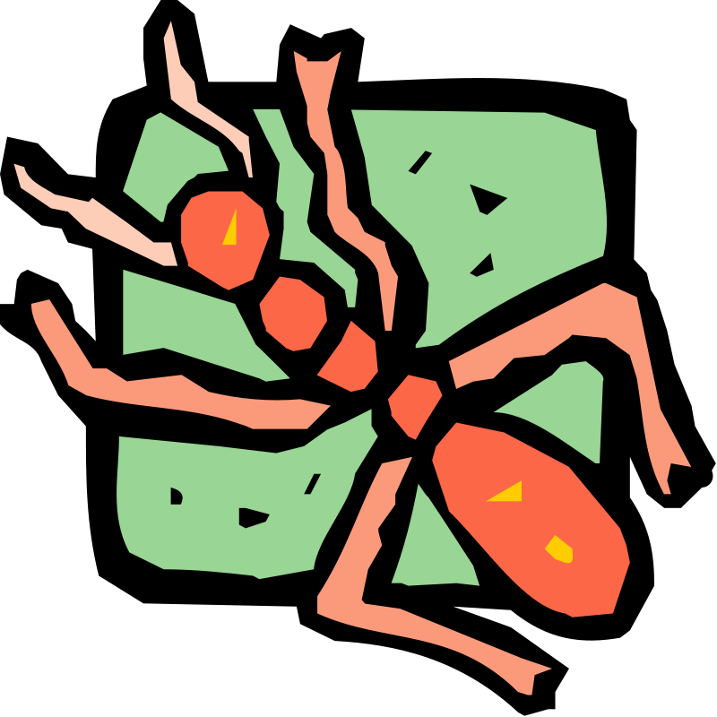 Free Vector Insect - Vector Graphics (800x800)