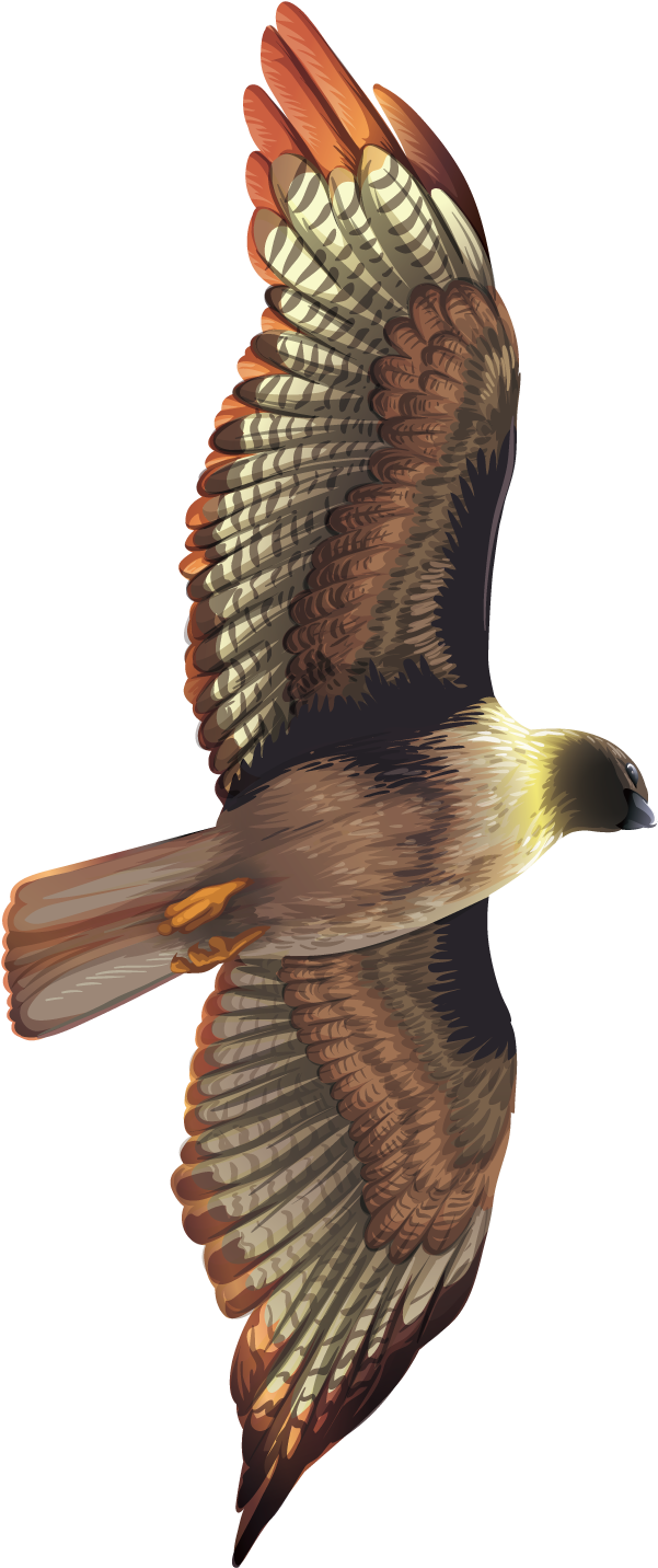 Hawk (1500x1500)