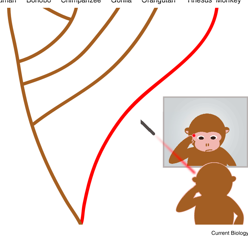 Rhesus Monkeys Pass The Mark Test - Cartoon (826x809)