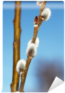 Twig (400x400)