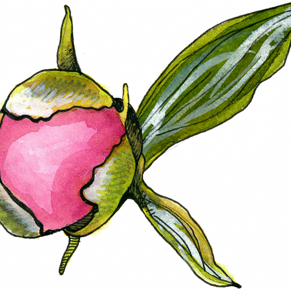 Peony Bud - Rosa Glauca (600x600)
