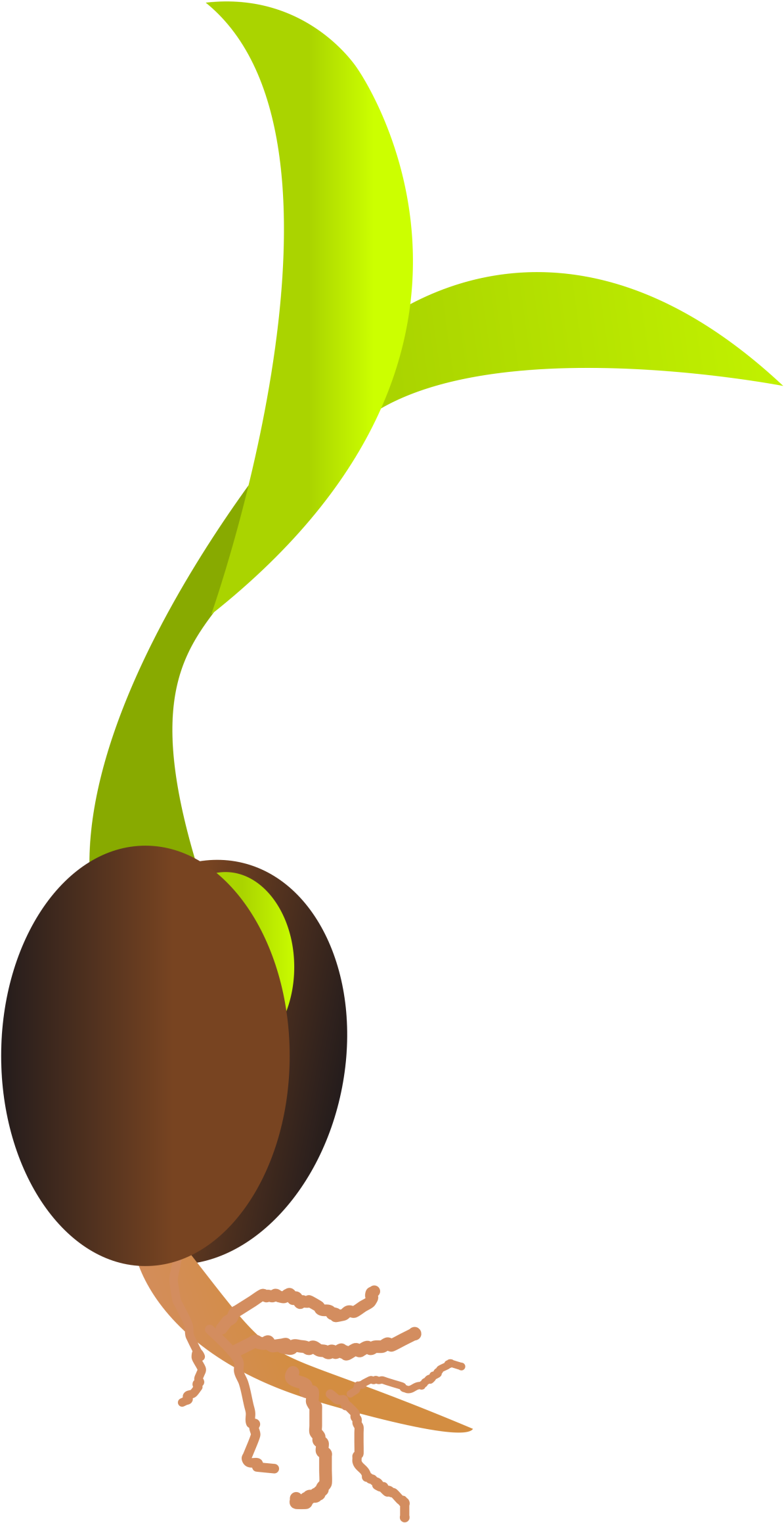Clipart - Germinating Seed (2400x2400)