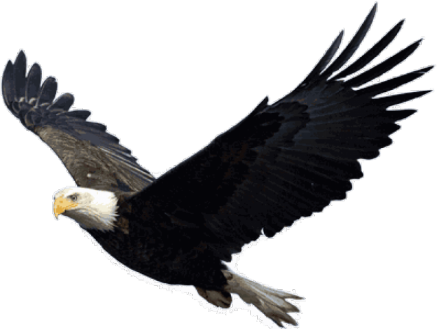 Eagle Clipart Clear Background - Eagle Clipart Clear Background (640x480)