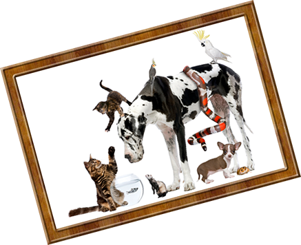 Picture Frame (437x356)