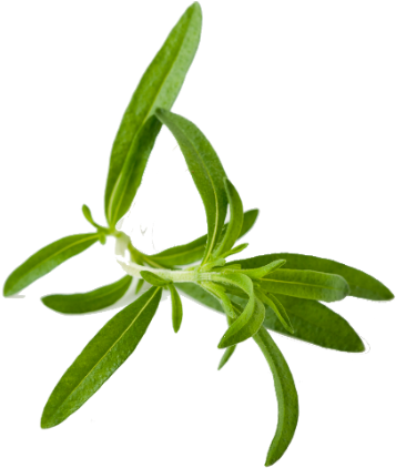 Herb Png (640x475)