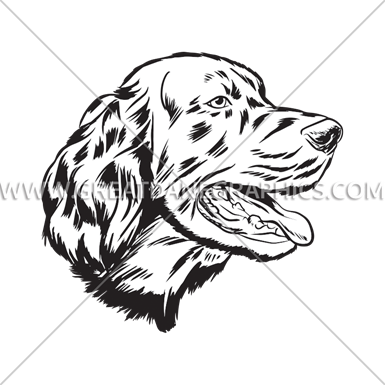 Irish Setter - Brittany (385x385)