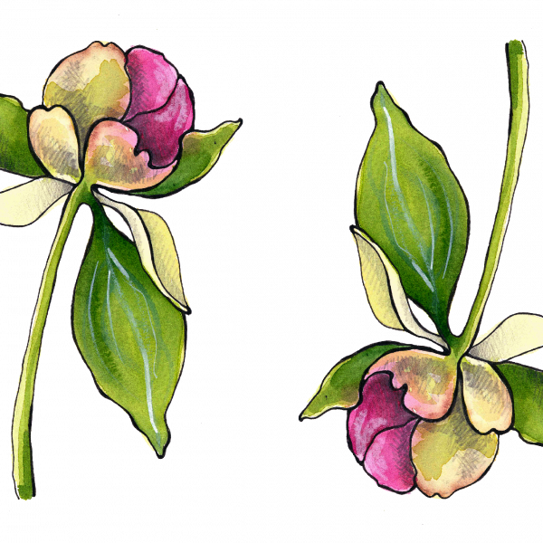 Peony Bud - Magnolia (600x600)