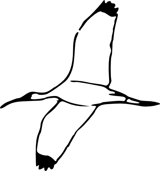 Scarlet Ibis Bird Outline (512x547)