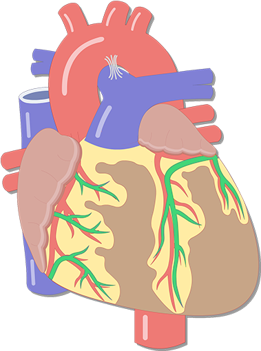 Coronary Artery Png (1200x630)