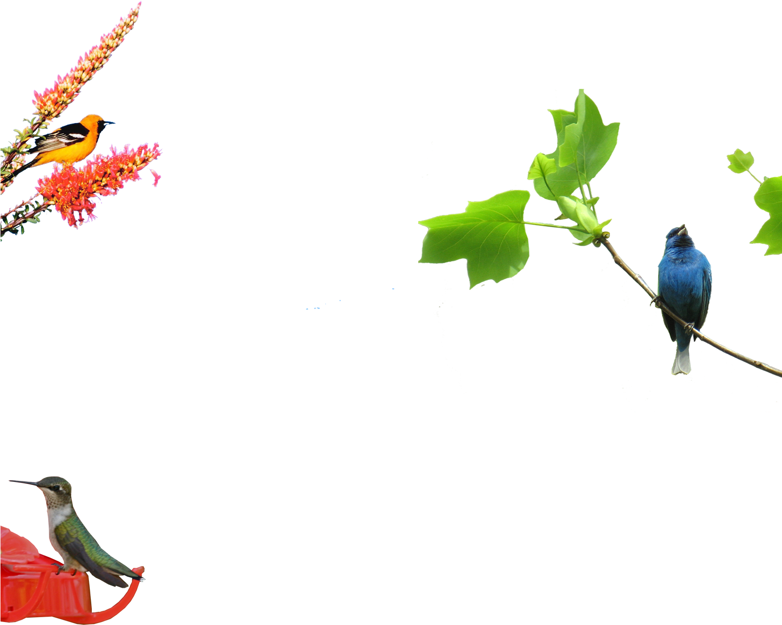 Parrot (1600x1500)