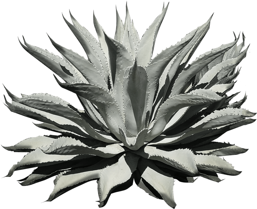 Agave Azul (1201x1201)