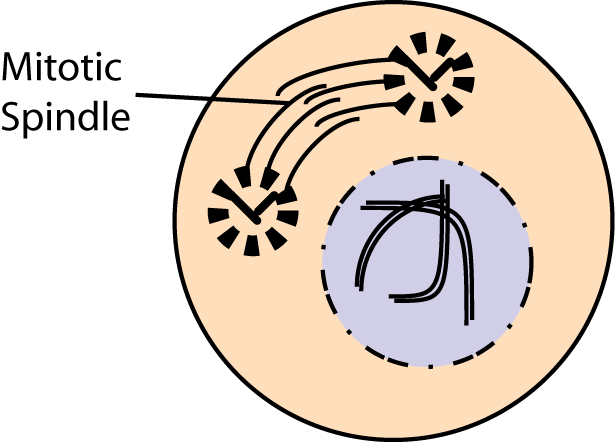 Prophasesh - Circle (615x442)