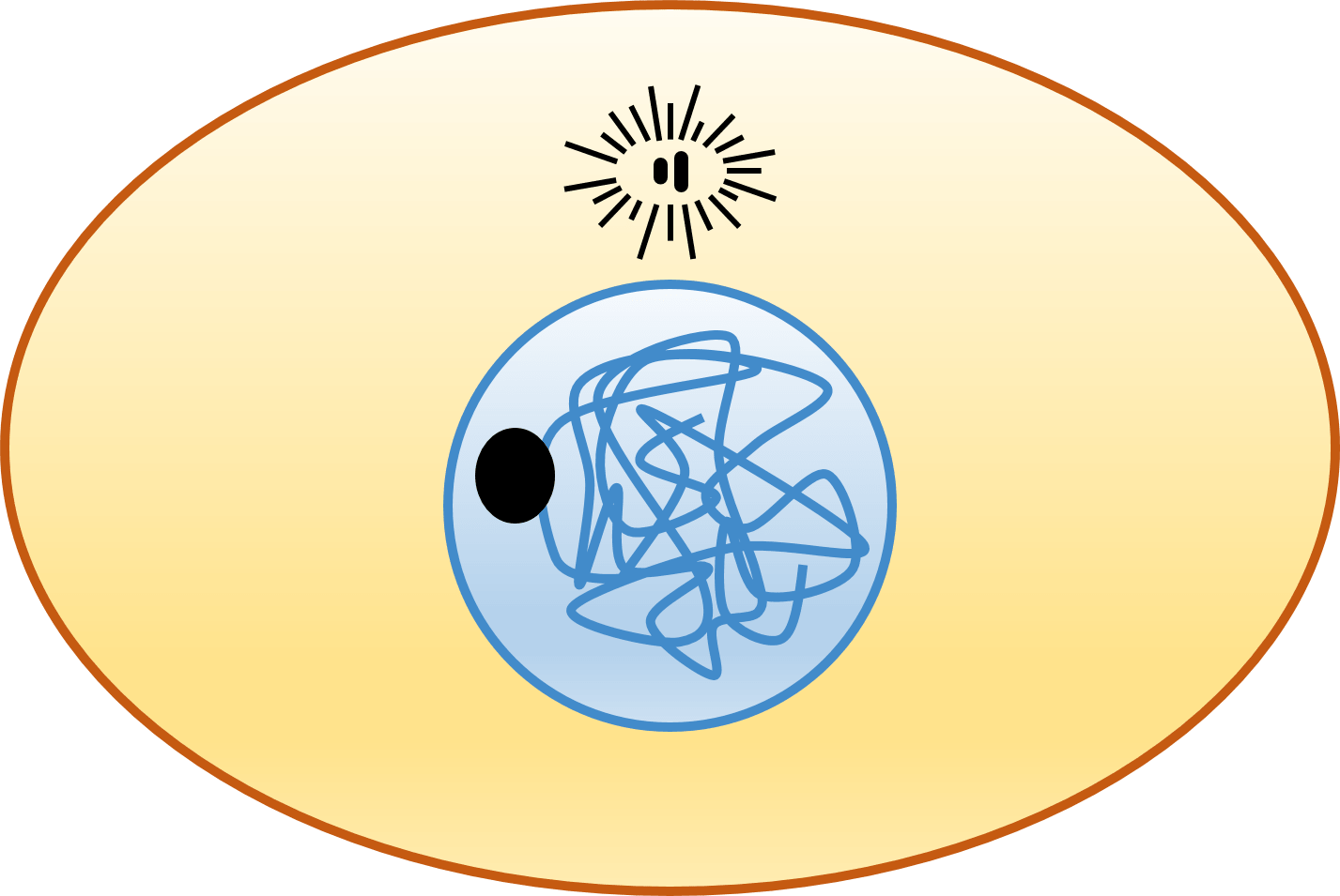 Animal Cell - Cell Cycle - Circle (1427x955)