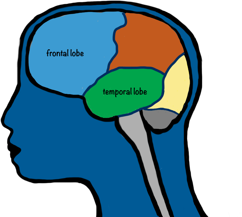Rachael - Caudate Nucleus And Frontal Cortex (1024x768)