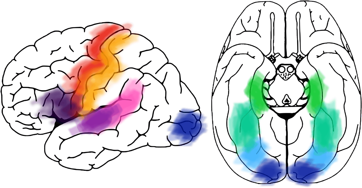 Brain Regions - Brain Regions (1200x624)