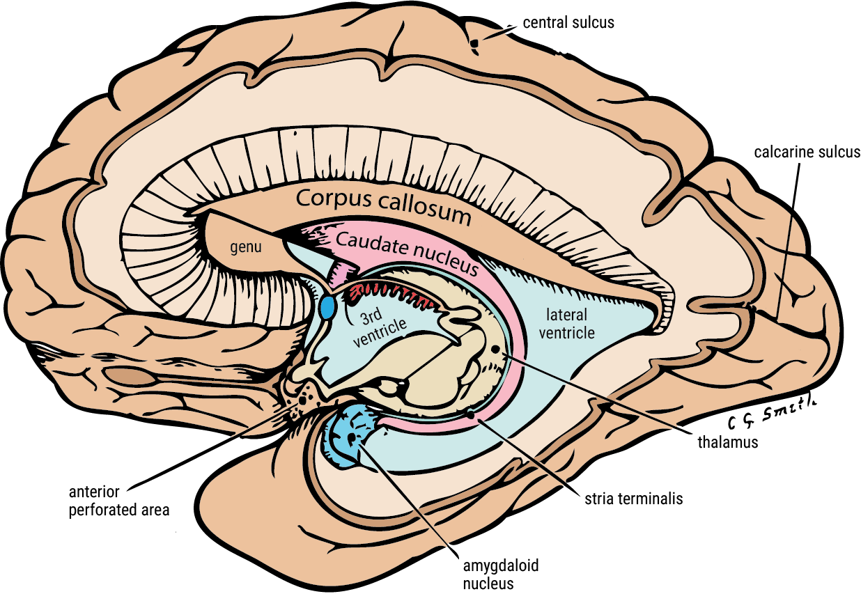 Caudate Nucleus & Amygdala - Caudate Nucleus & Amygdala (1236x853)
