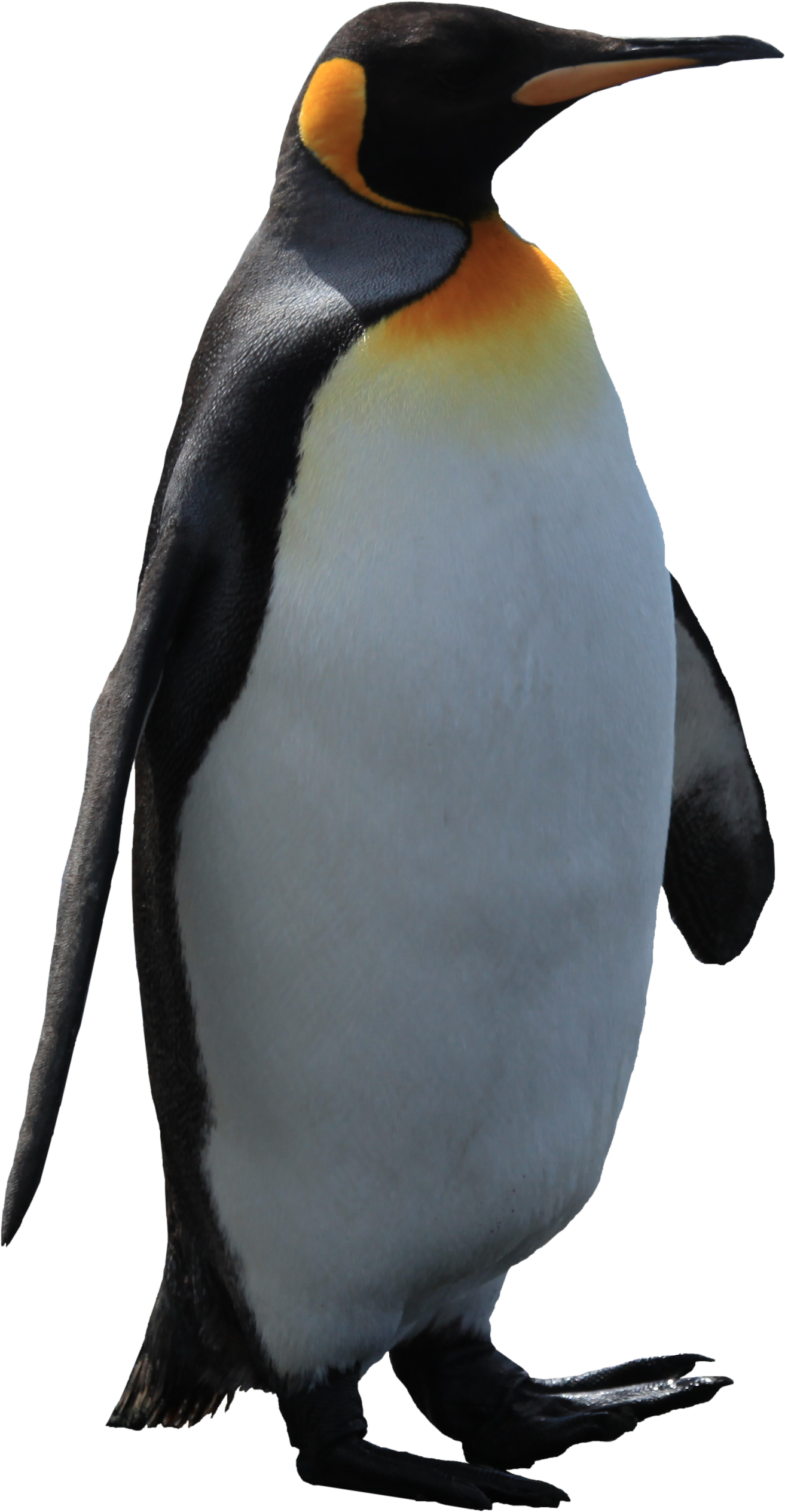 Penguin - Attack On Titan Penguin (2526x2526)