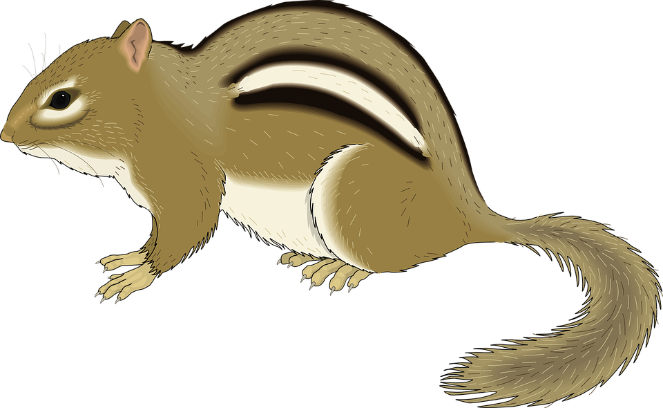 Chipmunk - Chipmunk Clipart (960x590)