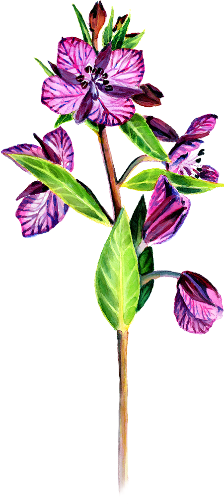 Fireweed Drawing - Rosa Glauca (450x1032)