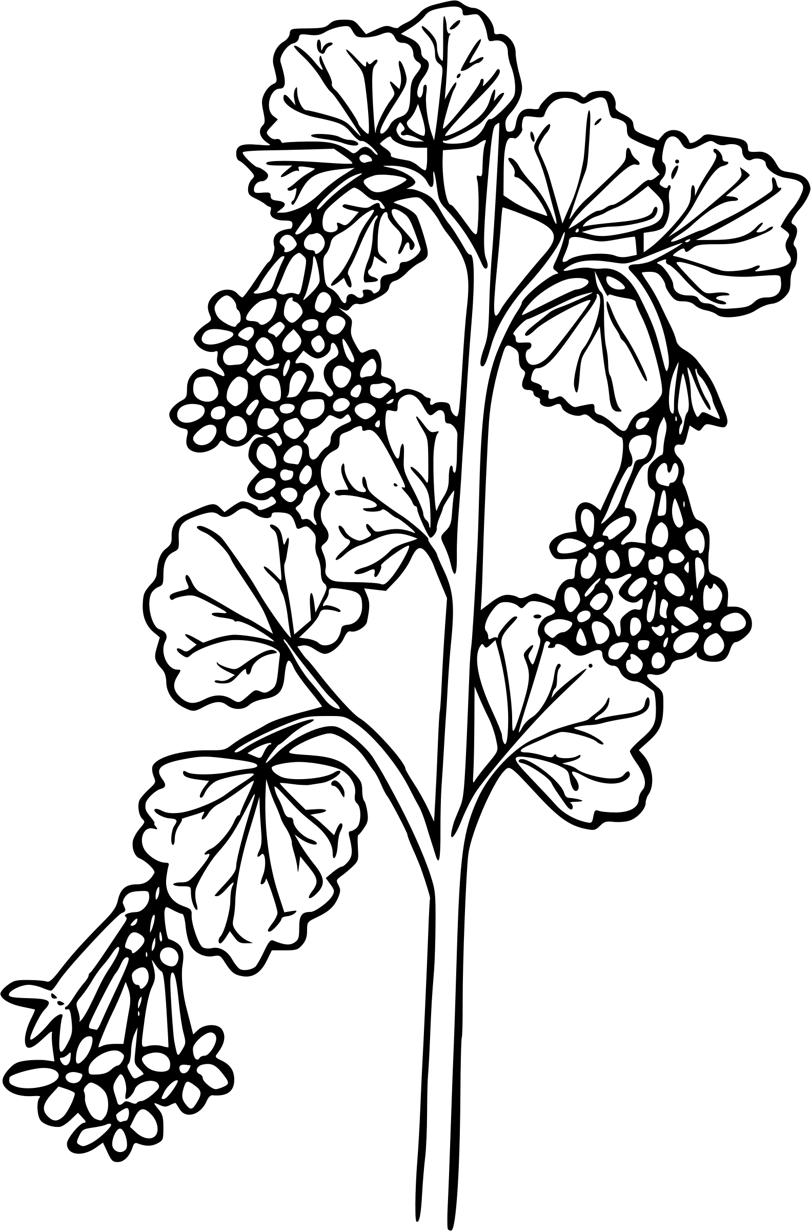 Wax Currant - Wax Currant (1582x2400)
